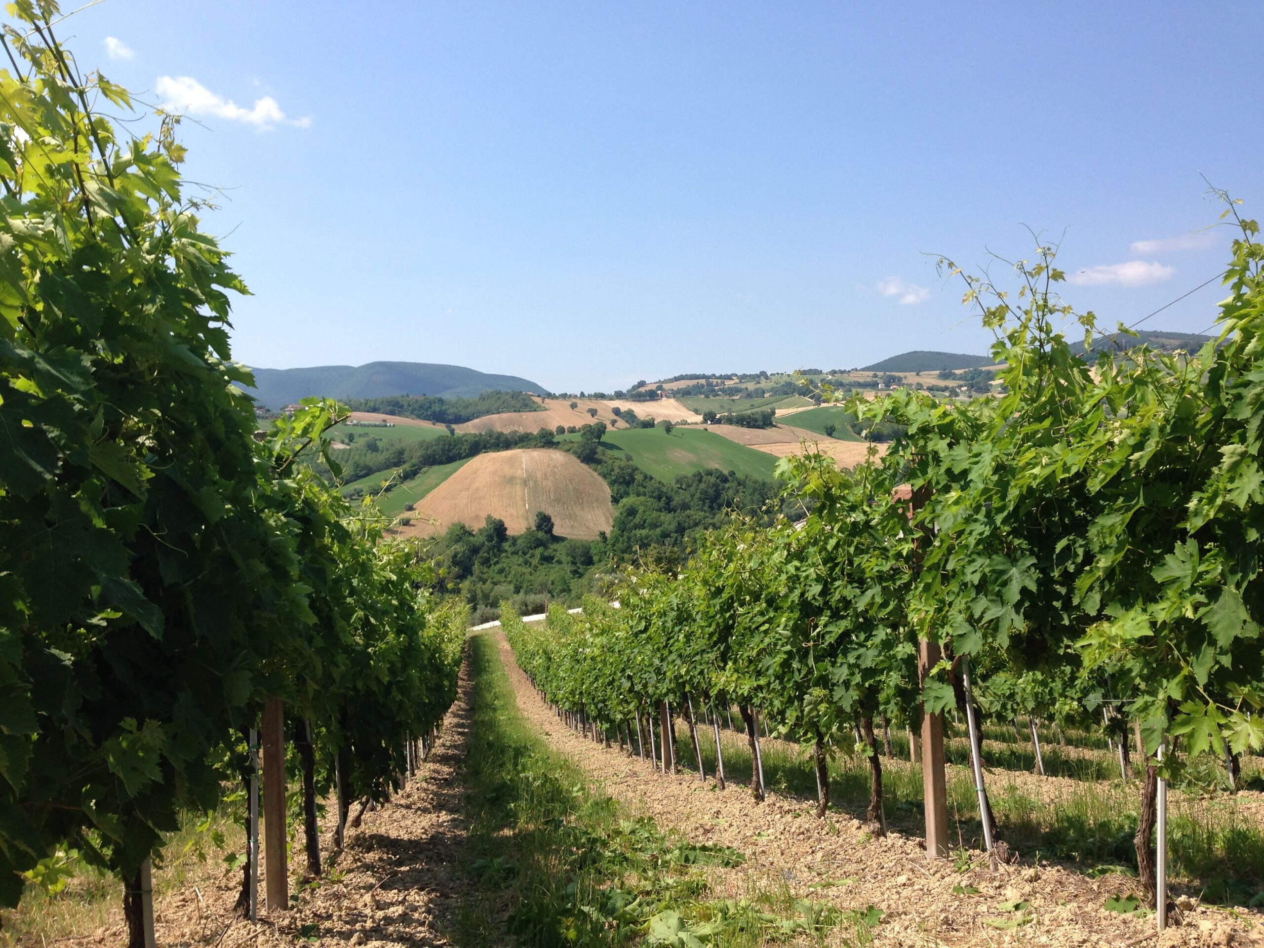 Vigneto Verdicchio Tenuta San Martino