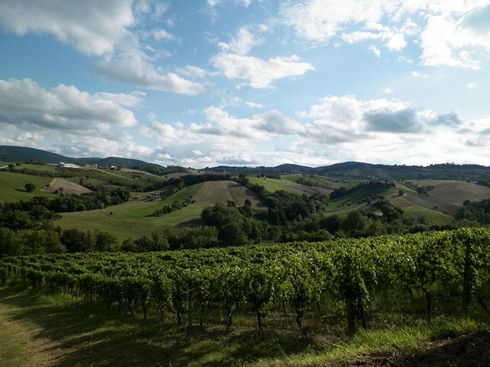 Colline cantina Tenuta San Martino