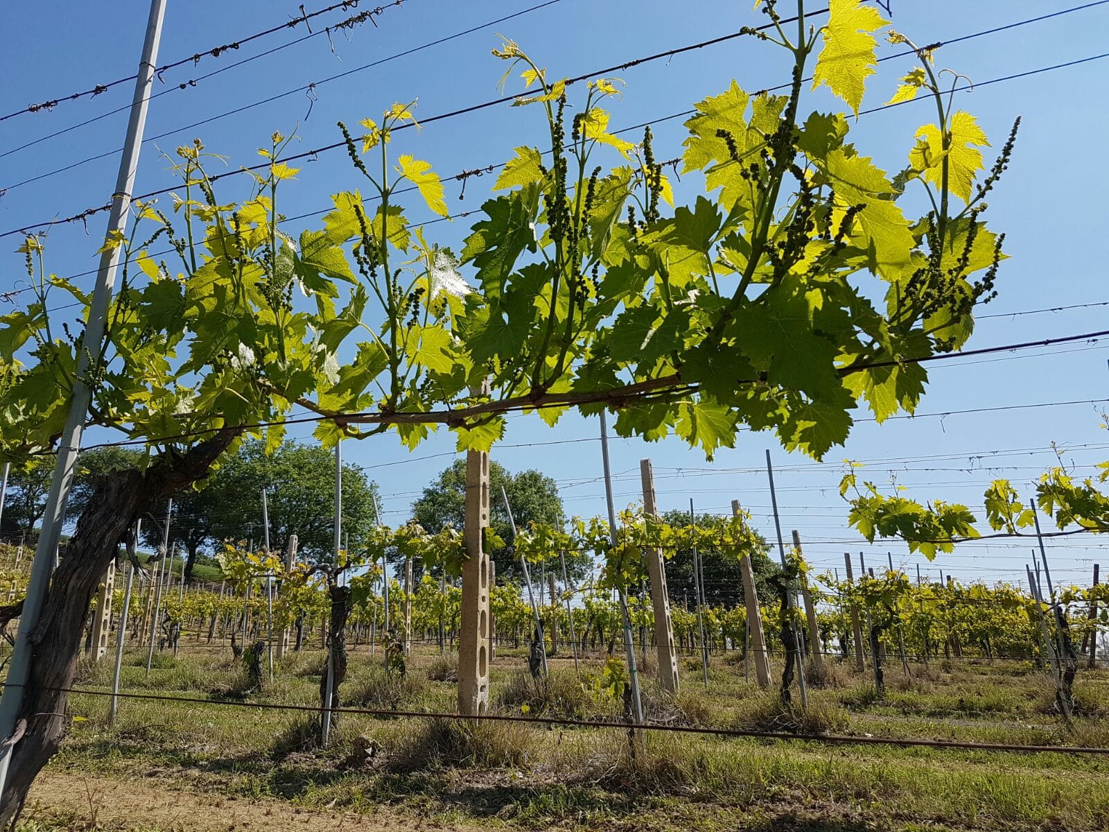 Vigneto di Verdicchio Tenuta San Martino